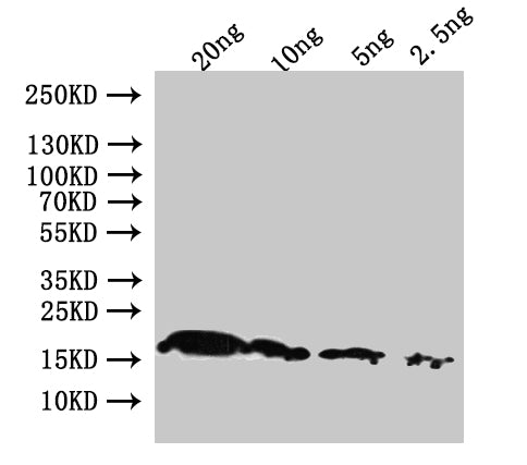 Western Blot Positive WB detected in: recombinant protein All lanes:pagP Antibody at 1:1000 Secondary Goat polyclonal to rabbit IgG at 1/50000 dilution Predicted band size: 21.3 kDa Observed band size: 19 kDa