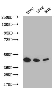 Western Blot Positive WB detected in: recombinant protein All lanes: PDLP7 Antibody at 1:1000 Secondary Goat polyclonal to rabbit IgG at 1/50000 dilution Predicted band size: 43.7 kDa Observed band size: 43.7 kDa
