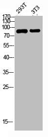 Western blot analysis of 293T 3T3 lysis using FGFR4 antibody. Antibody was diluted at 1:500. Secondary antibody was diluted at 1:20000