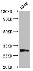 Western Blot Positive WB detected in Recombinant protein All lanes: NS antibody at 5µg/ml Secondary Goat polyclonal to rabbit IgG at 1/50000 dilution Predicted band size: 32 kDa Observed band size: 32 kDa