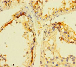 Immunohistochemistry of paraffin-embedded human testis tissue using CSB-PA605764LA01HU at dilution of 1:100