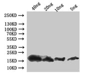 Western Blot Positive WB detected in: recombinant protein All lanes:pop-1 Antibody at 1:1000 Secondary Goat polyclonal to rabbit IgG at 1/50000 dilution Predicted band size: 20 kDa Observed band size: 20 kDa