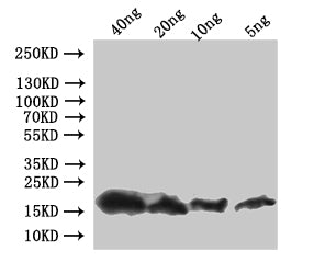 Western Blot Positive WB detected in: recombinant protein All lanes:pop-1 Antibody at 1:1000 Secondary Goat polyclonal to rabbit IgG at 1/50000 dilution Predicted band size: 20 kDa Observed band size: 20 kDa