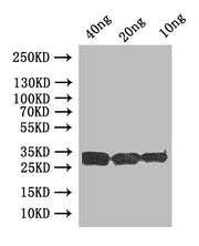 Western Blot Positive WB detected in: recombinant protein All lanes:uve1 Antibody at 1:1000 Secondary Goat polyclonal to rabbit IgG at 1/50000 dilution Predicted band size: 33 kDa Observed band size: 33 kDa
