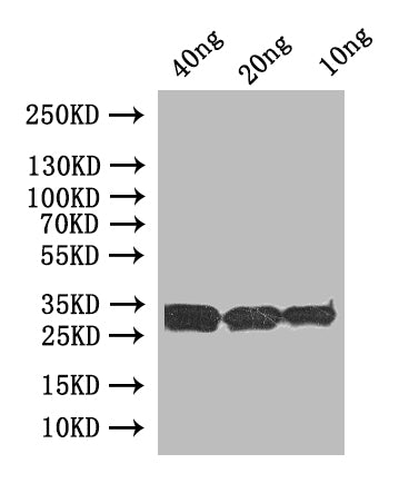Western Blot Positive WB detected in: recombinant protein All lanes:uve1 Antibody at 1:1000 Secondary Goat polyclonal to rabbit IgG at 1/50000 dilution Predicted band size: 33 kDa Observed band size: 33 kDa