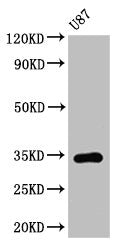 Western Blot Positive WB detected in: U87 whole cell lysate All lanes: TEF antibody at 3.2µg/ml Secondary Goat polyclonal to rabbit IgG at 1/50000 dilution Predicted band size: 34, 31 kDa Observed band size: 34 kDa