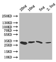 Western Blot Positive WB detected in: recombinant protein All lanes: GRE2 Antibody at 1:1000 Secondary Goat polyclonal to rabbit IgG at 1/50000 dilution Predicted band size: 30 kDa Observed band size: 30 kDa