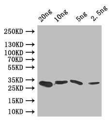 Western Blot Positive WB detected in: recombinant protein All lanes: GRE2 Antibody at 1:1000 Secondary Goat polyclonal to rabbit IgG at 1/50000 dilution Predicted band size: 30 kDa Observed band size: 30 kDa