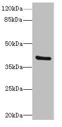 Western blot All lanes: TMOD4antibody at 4.85ug/ml + Mouse muscle tissue Secondary Goat polyclonal to rabbit IgG at 1/10000 dilution Predicted band size: 40, 32 kDa Observed band size: 40 kDa