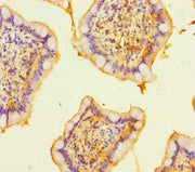 Immunohistochemistry of paraffin-embedded human small intestine tissue using CSB-PA610807LA01HU at dilution of 1:100