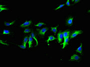 Immunofluorescent analysis of Hela cells using CSB-PA610832LA01HU at dilution of 1:100 and Alexa Fluor 488-congugated AffiniPure Goat Anti-Rabbit IgG(H+L)