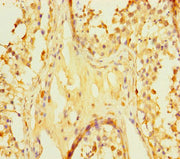 Immunohistochemistry of paraffin-embedded human testis tissue using CSB-PA612563LA01HU at dilution of 1:100