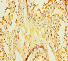 Immunohistochemistry of paraffin-embedded human testis tissue using CSB-PA612563LA01HU at dilution of 1:100