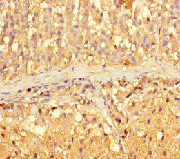 Immunohistochemistry of paraffin-embedded human adrenal gland tissue using CSB-PA612678LA01HU at dilution of 1:100