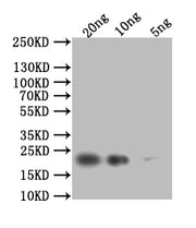 Western Blot Positive WB detected in: recombinant protein All lanes: HSP42 Antibody at 1:1000 Secondary Goat polyclonal to rabbit IgG at 1/50000 dilution Predicted band size: 23 kDa Observed band size: 23 kDa