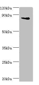 Western blot All lanes: Interleukin enhancer-binding factor 3 antibody at 3ug/ml + HepG2 whole cell lysate Secondary Goat polyclonal to rabbit IgG at 1/10000 dilution Predicted band size: 96, 77, 83, 76, 75 kDa Observed band size: 96 kDa