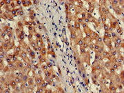 Immunohistochemistry of paraffin-embedded human liver tissue using CSB-PA613379LA01HU at dilution of 1:100