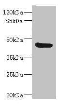 Western blot All lanes: BAAT antibody IgG at 3.73ug/ml + Mouse liver tissue Secondary Goat polyclonal to rabbit IgG at 1/10000 dilution Predicted band size: 46 kDa Observed band size: 46 kDa