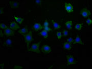 Immunofluorescence staining of SH-SY5Y cells with CSB-PA613519LA01HU at 1:50, counter-stained with DAPI. The cells were fixed in 4% formaldehyde, permeabilized using 0.2% Triton X-100 and blocked in 10% normal Goat Serum. The cells were then incub...