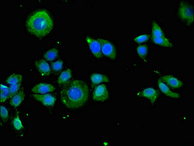 Immunofluorescent analysis of PC-3 cells using CSB-PA613530LA01HU at dilution of 1:100 and Alexa Fluor 488-congugated AffiniPure Goat Anti-Rabbit IgG(H+L)