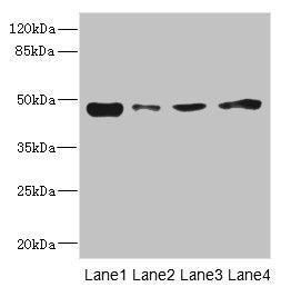 Western blot All lanes: PDK3 antibody at 1.6µg/ml Lane 1: Mouse kidney tissue Lane 2: RAW264.7 whole cell lysate Lane 3: A431 whole cell lysate Lane 4: HepG2 whole cell lysate Secondary Goat polyclonal to rabbit IgG at 1/10000 dilution Predicted b...