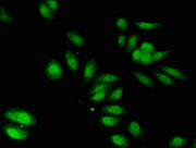 Immunofluorescent analysis of HepG2 cells using CSB-PA613586LA01HU at dilution of 1:100 and Alexa Fluor 488-congugated AffiniPure Goat Anti-Rabbit IgG(H+L)