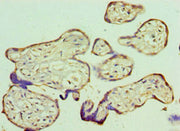 Immunohistochemistry of paraffin-embedded human placenta tissue using CSB-PA613589DSR2HU at dilution of 1:100