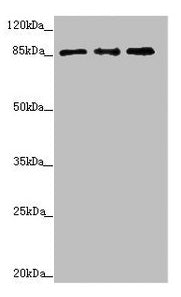 Western blot All lanes: TAF5 antibody at 2.33µg/ml Lane 1: Hela whole cell lysate Lane 2: HepG2 whole cell lysate Lane 3: MCF-7 whole cell lysate Secondary Goat polyclonal to rabbit IgG at 1/10000 dilution Predicted band size: 87, 81 kDa Observed...