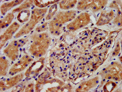 IHC image of CSB-PA613604LA01HU diluted at 1:500 and staining in paraffin-embedded human kidney tissue performed on a Leica BondTM system. After dewaxing and hydration, antigen retrieval was mediated by high pressure in a citrate buffer (pH 6.0)....