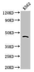 Western Blot Positive WB detected in: K562 whole cell lysate All lanes: CDC37 antibody at 2.7µg/ml Secondary Goat polyclonal to rabbit IgG at 1/50000 dilution Predicted band size: 45 kDa Observed band size: 45 kDa