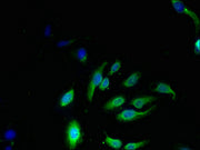 Immunofluorescent analysis of Hela cells using CSB-PA613690LA01HU at dilution of 1:100 and Alexa Fluor 488-congugated AffiniPure Goat Anti-Rabbit IgG(H+L)