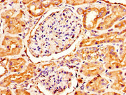 IHC image of CSB-PA613693LA01HU diluted at 1:300 and staining in paraffin-embedded human kidney tissue performed on a Leica BondTM system. After dewaxing and hydration, antigen retrieval was mediated by high pressure in a citrate buffer (pH 6.0)....