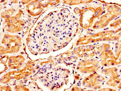 IHC image of CSB-PA613693LA01HU diluted at 1:300 and staining in paraffin-embedded human kidney tissue performed on a Leica BondTM system. After dewaxing and hydration, antigen retrieval was mediated by high pressure in a citrate buffer (pH 6.0)....