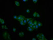Immunofluorescence staining of HepG2 cells with CSB-PA613704LA01HU at 1:200, counter-stained with DAPI. The cells were fixed in 4% formaldehyde, permeabilized using 0.2% Triton X-100 and blocked in 10% normal Goat Serum. The cells were then incuba...