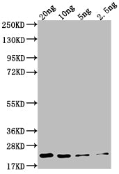Western Blot Positive WB detected in Recombinant protein All lanes: NCE102 antibody at 1:2000 Secondary Goat polyclonal to rabbit IgG at 1/50000 dilution Predicted band size: 20.1 kDa Observed band size: 22 kDa