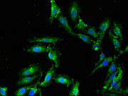 Immunofluorescent analysis of Hela cells using CSB-PA614406LA01HU at dilution of 1:100 and Alexa Fluor 488-congugated AffiniPure Goat Anti-Rabbit IgG(H+L)