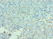 Immunohistochemistry of paraffin-embedded human pancreatic tissue using CSB-PA614418ESR2HU at dilution of 1:100