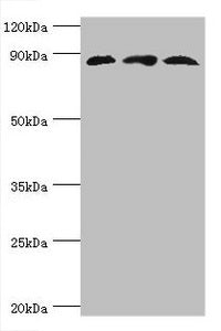 Western blot All lanes: Cullin-1 antibody at 6ug/ml Lane 1: PC-3 whole cell lysate Lane 2: K562 whole cell lysate Lane 3: Hela whole cell lysate Secondary Goat polyclonal to rabbit IgG at 1/10000 dilution Predicted band size: 90 kDa Observed band...