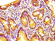 IHC image of CSB-PA614529LA01HU diluted at 1:200 and staining in paraffin-embedded human small intestine tissue performed on a Leica BondTM system. After dewaxing and hydration, antigen retrieval was mediated by high pressure in a citrate buffer (...