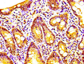 IHC image of CSB-PA614529LA01HU diluted at 1:200 and staining in paraffin-embedded human small intestine tissue performed on a Leica BondTM system. After dewaxing and hydration, antigen retrieval was mediated by high pressure in a citrate buffer (...