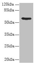Western blot All lanes: PDIA5 antibody at 8µg/ml + Hela whole cell lysate Secondary Goat polyclonal to rabbit IgG at 1/10000 dilution Predicted band size: 60, 31 kDa Observed band size: 60 kDa