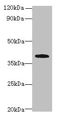 Western blot All lanes: PRPSAP1 antibody at 4µg/ml + Hela whole cell lysate Secondary Goat polyclonal to rabbit IgG at 1/10000 dilution Predicted band size: 40, 43 kDa Observed band size: 40 kDa