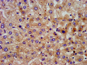 IHC image of CSB-PA614883LA01HU diluted at 1:200 and staining in paraffin-embedded human liver tissue performed on a Leica BondTM system. After dewaxing and hydration, antigen retrieval was mediated by high pressure in a citrate buffer (pH 6.0). S...