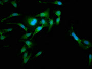 Immunofluorescence staining of Hela cells with CSB-PA614887LA01HU at 1:185, counter-stained with DAPI. The cells were fixed in 4% formaldehyde, permeabilized using 0.2% Triton X-100 and blocked in 10% normal Goat Serum. The cells were then incubat...