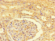 Immunohistochemistry of paraffin-embedded human kidney tissue using CSB-PA614898LA01HU at dilution of 1:100