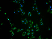 Immunofluorescence staining of HepG2 cells with CSB-PA614961LA01HU at 1:100, counter-stained with DAPI. The cells were fixed in 4% formaldehyde and blocked in 10% normal Goat Serum. The cells were then incubated with the antibody overnight at 4°C....