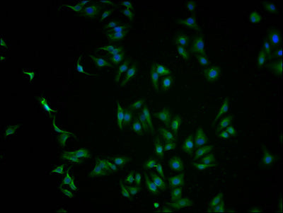 Immunofluorescence staining of HepG2 cells with CSB-PA614961LA01HU at 1:100, counter-stained with DAPI. The cells were fixed in 4% formaldehyde and blocked in 10% normal Goat Serum. The cells were then incubated with the antibody overnight at 4°C....