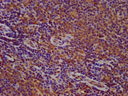 IHC image of CSB-PA615661LA01HU diluted at 1:500 and staining in paraffin-embedded human lymph node tissue performed on a Leica BondTM system. After dewaxing and hydration, antigen retrieval was mediated by high pressure in a citrate buffer (pH 6....