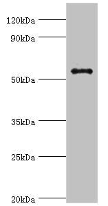 Western blot All lanes: GPS1 antibody at 5µg/ml + Hela whole cell lysate Secondary Goat polyclonal to rabbit IgG at 1/10000 dilution Predicted band size: 56, 60 kDa Observed band size: 56 kDa