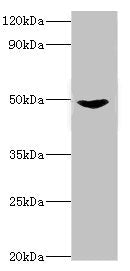 Western blot All lanes: Dual specificity mitogen-activated protein kinase kinase 5 antibody at 2ug/ml + Rat heart tissue Secondary Goat polyclonal to rabbit IgG at 1/10000 dilution Predicted band size: 51, 49, 50, 47 kDa Observed band size: 51 kDa